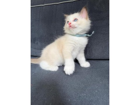 Ragdoll yavrular