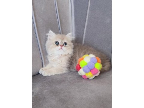 Golden erkek bebek british longhair