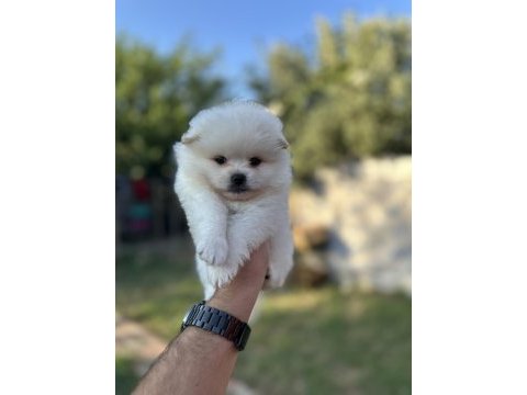 Pomeranian yavrularımız 