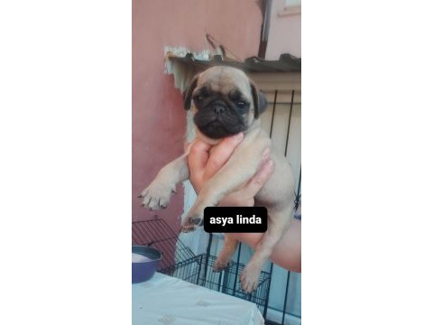 Pug mops bebekler