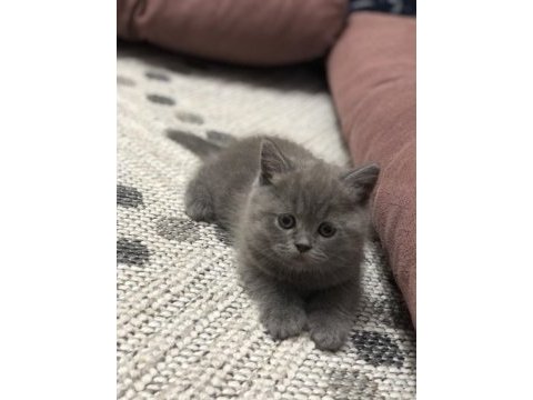 Temiz ırk british shorthair yavrusu