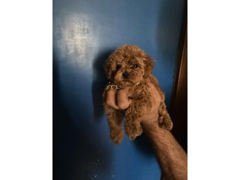 Poodle yavru erkek