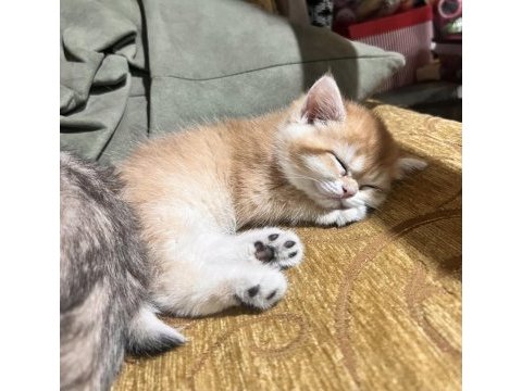 Safkan golden british shorthair ny12 (wcf)