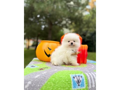 Orjinal pomeranian boo yavrumuz 