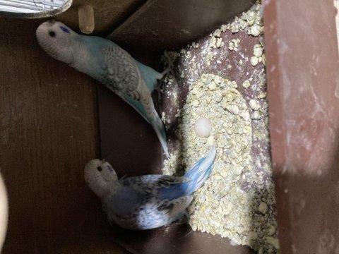 Uygun fiyatlı yavru muhabbet ev üretimi sağlıklı kuşlar