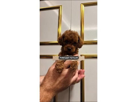 Orijinal toy poodle