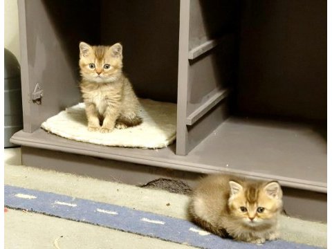 British shorthair ve longhair safkan