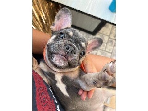 3 aylık fransız bulldog blue tan