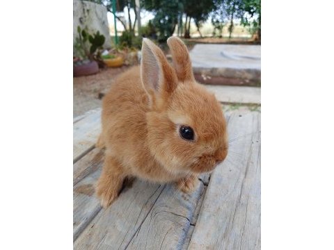 Netherland dwarf cüce tavşan