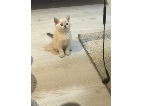 Sağlıklı british shorthair bebekler