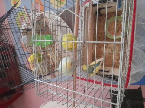 4 muhabbet kuşu 2 erkek 2 dişi kafes suluk tünek