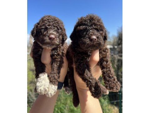 Mükemmel lagotto romagnolo yavrularımız
