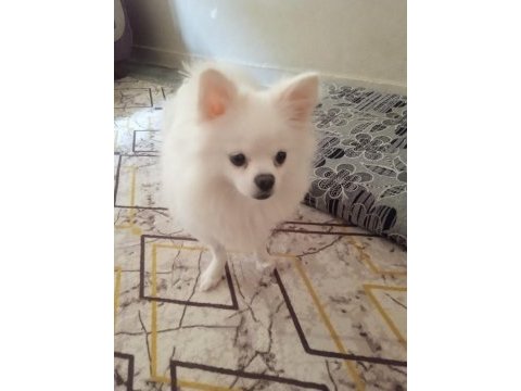 Sahiplendirilecek cins pomeranian köpeğimiz