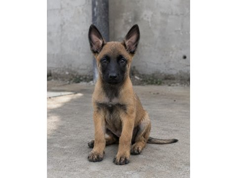 Belçika kurdu malinois yavruları