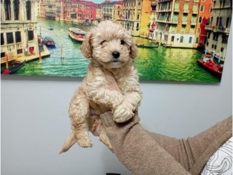 Maltipoo yavrularımız