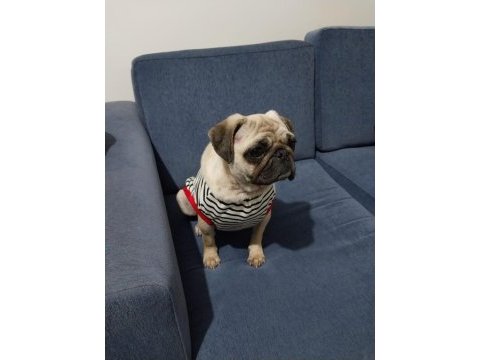 2 yaşında dişi pug