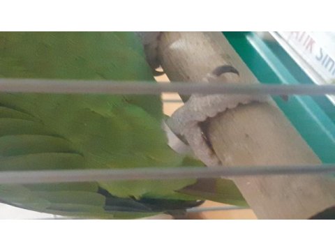 Amazon papagani