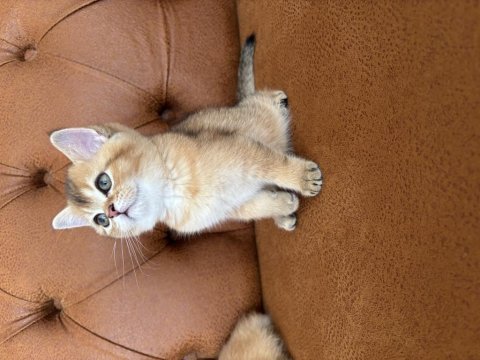 British golden bebeklerimiz ırkının en güzel örnekleri