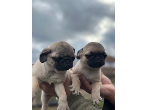 Pug yavruları