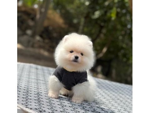 Evinizin neşesi olacak bir minik pomeranian boo
