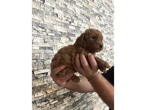 Toy poodle yavrularımız
