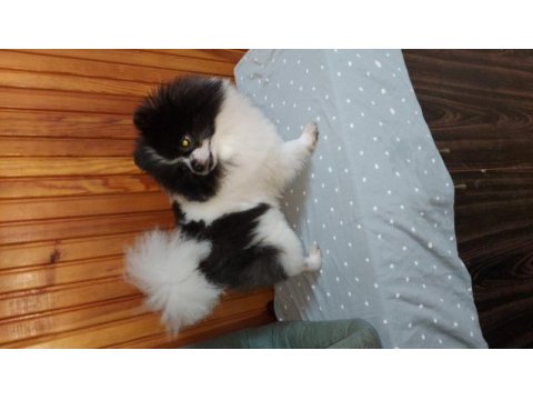 1 yaş party color erkek pomeranian