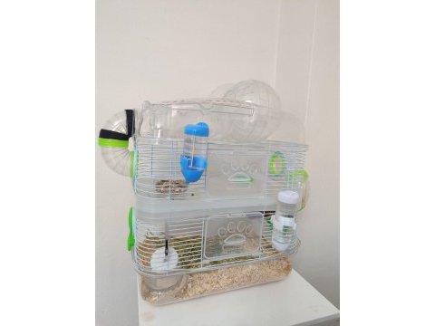 Kampanya hamster