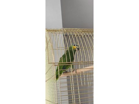 Çok uygun amazonica papağanı