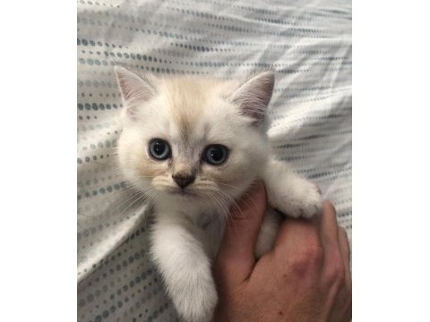 British blue point yavru