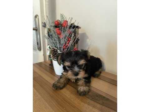 Orjinal kore kanı taşıyan erkek poodle yavrusu