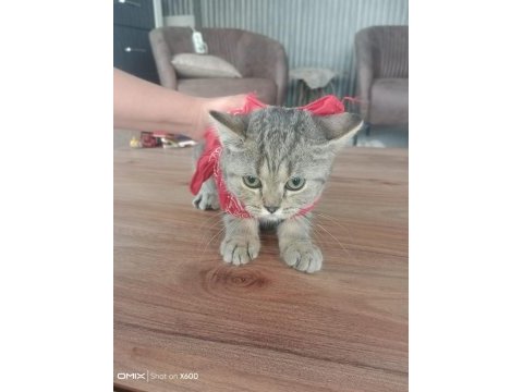 British shorthair yavrularım