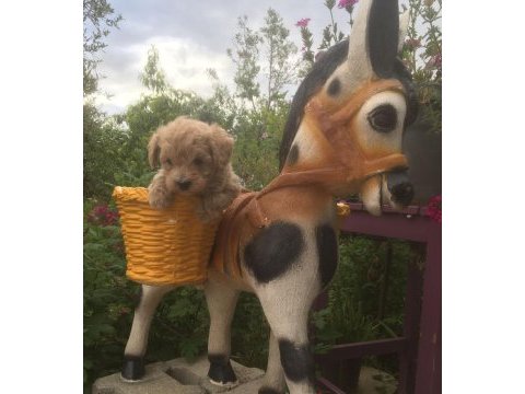 Mükemmel kalitede maltipoo bebeklerimiz