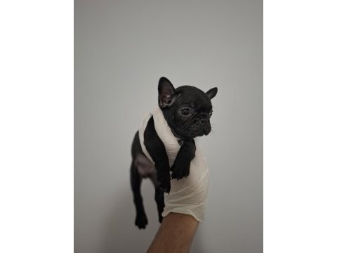 Üst kalite dişi french bulldog yavrumuz