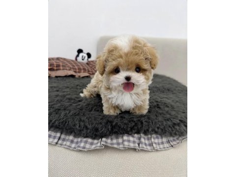 Teacup kore maltipoo yavrumuz