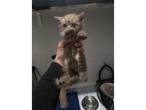 Bebek british shorthair kediler