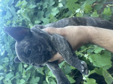 French bulldog köpeğimiz