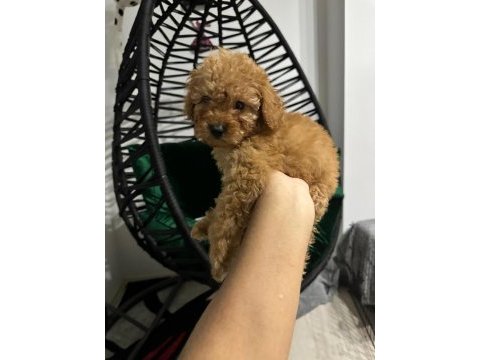 Safkan toy poodle yavru
