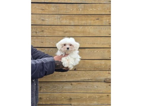 Safkan maltese terrier yavruları