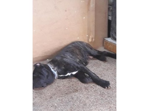 Erkek cane corso arıyorum çiftleştirmek için