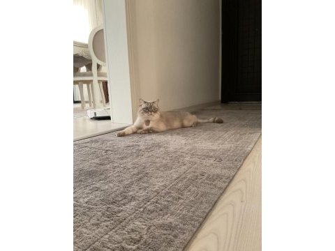 British shorthair cinsi lokum için yuva arıyoruz
