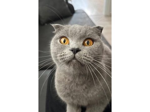 British shorthair kedimiz sahiplendirilecektir