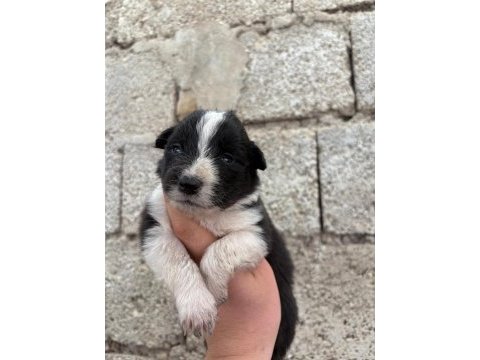 İki haftaya teslime hazır border collie yavrular