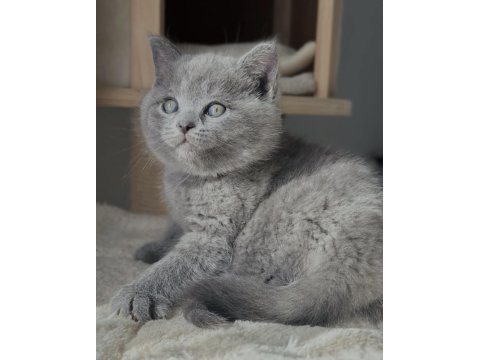 Brıtısh shorthair blue yavrularım 