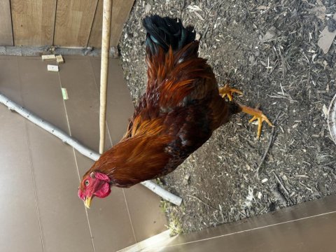 Gsg wyandotte saso horoz