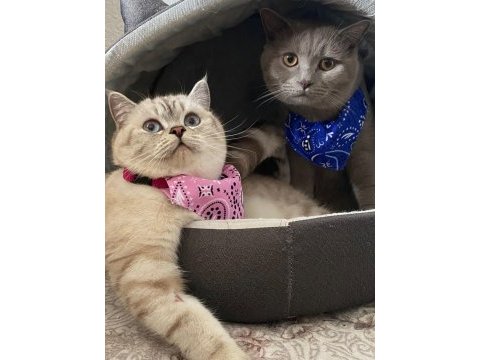 3 dişi ve 1 erkek british shorthair yavrular