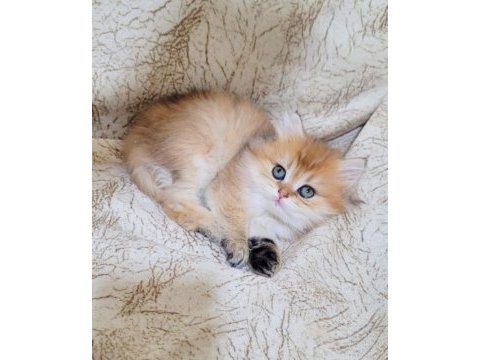 British longhair dişi ve erkek yavrularımız
