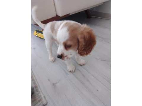 Bebek cocker için yeni mutlu bir yuva