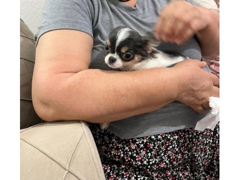 Mini boy erkek chihuahua | aşıları tam | ev üretimi