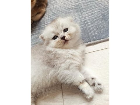 Sevgi dolu masum muhteşem yavrularımız