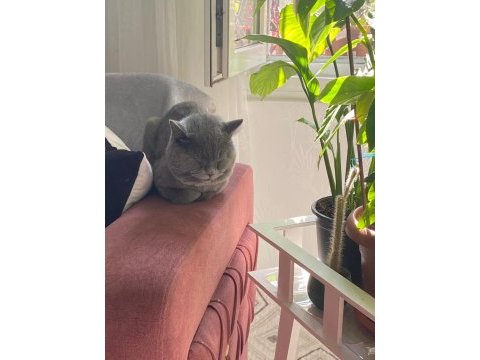 Erkek british shorthair 9 aylık
